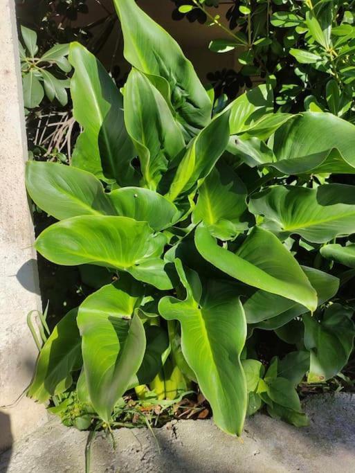 Trikala Home Ngoại thất bức ảnh